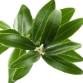 Olive Leaf